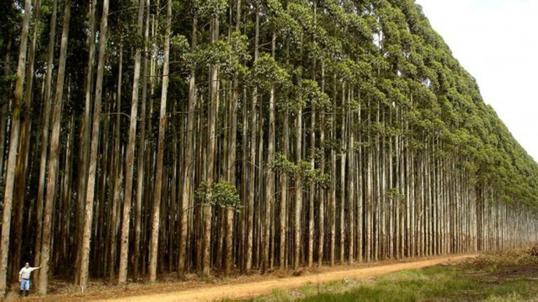 La “revolución forestal”: El negocio que Argentina no supo aprovechar
