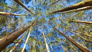 El eucalipto representa hoy en día la mayor parte de las plantaciones forestales brasileñas que abastecen a industrias de gran consumo